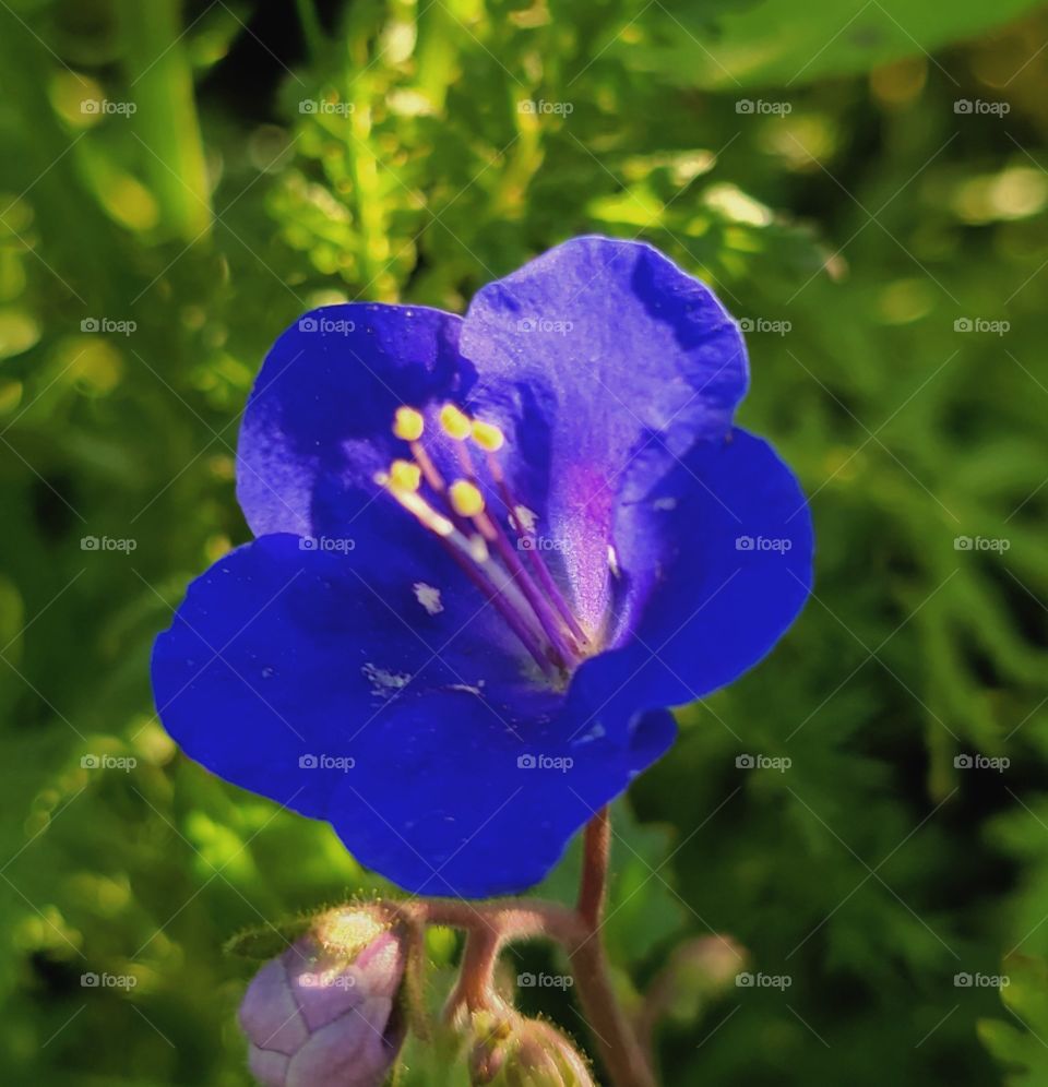 purple wild flowers in sunlight