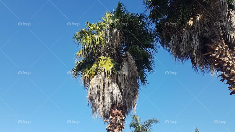 Palm Tree