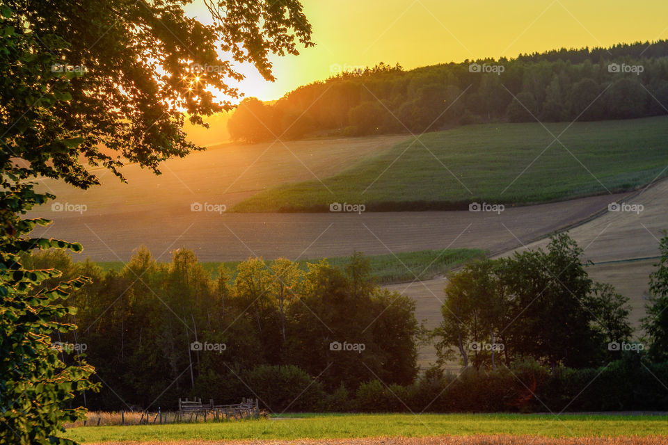 morning forest landscape
