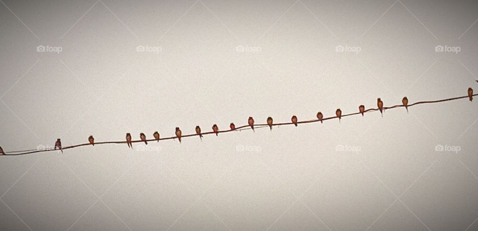 birds in a line