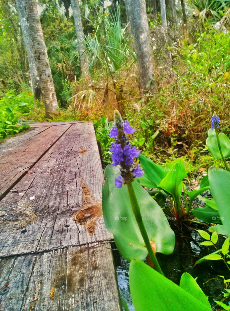 Glamorous purple flower just peeking over top the the boardwalk on this grand nature preserve