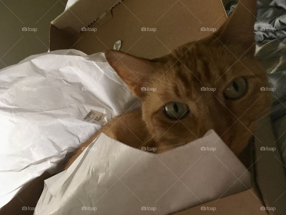 Cat, Kitten, Pet, One, Portrait