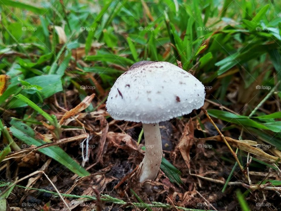 Tiny mushroom