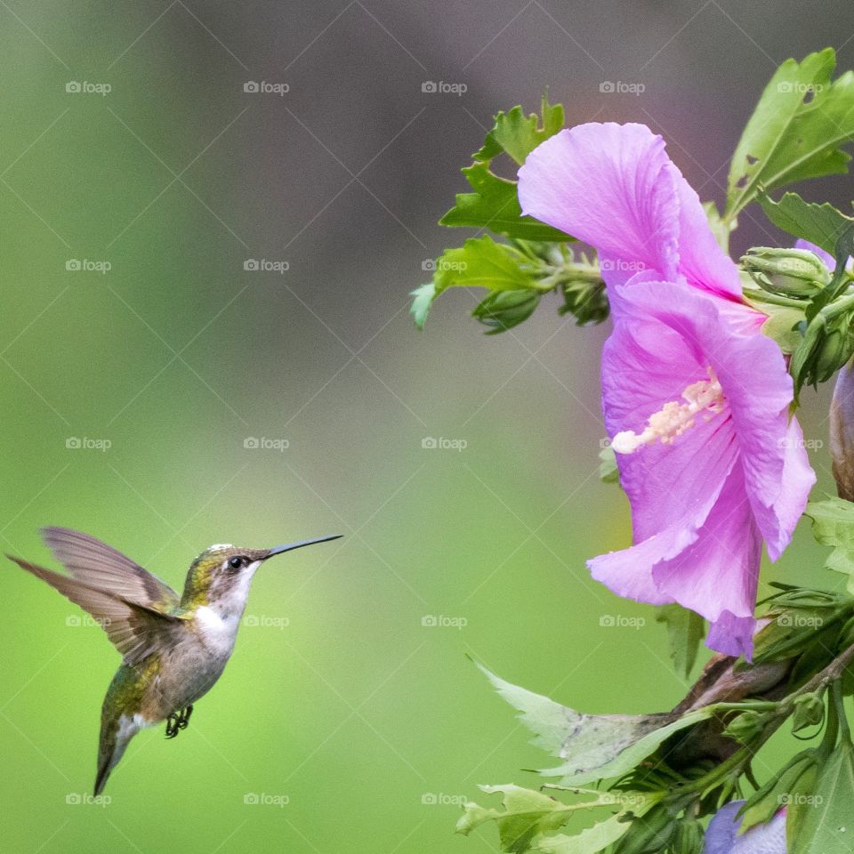 Hummingbird feeding
