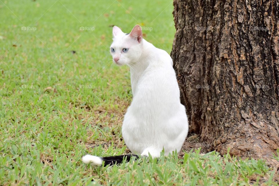 A white cat with black tail and blue eyes