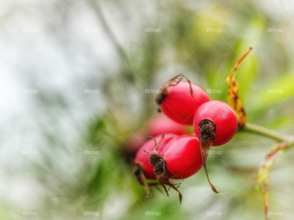 Rose hip