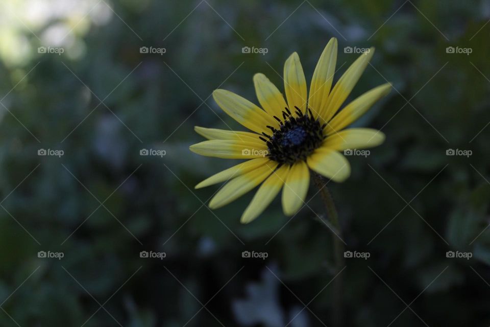 Yellow flower 
