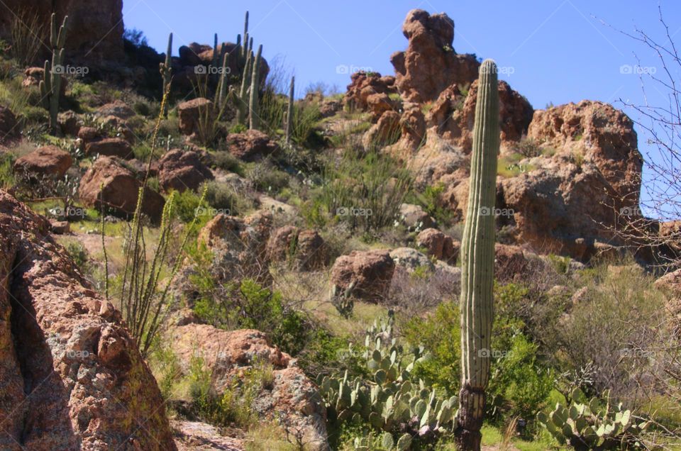 Desert of Cacti and Rocks
