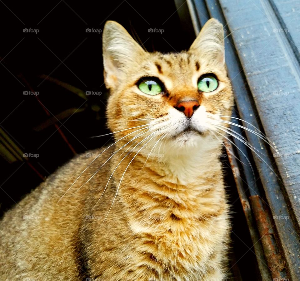 tabby kitty looking up with beautiful green cat eyes