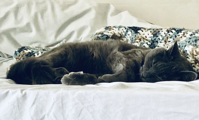 Cat nap 