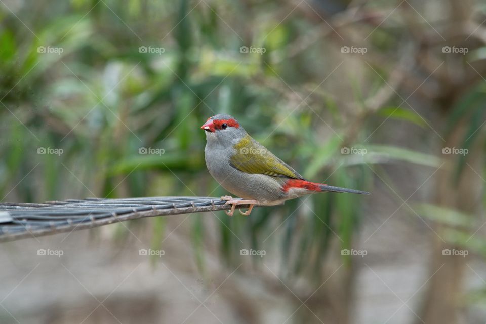 Red Browned Finch