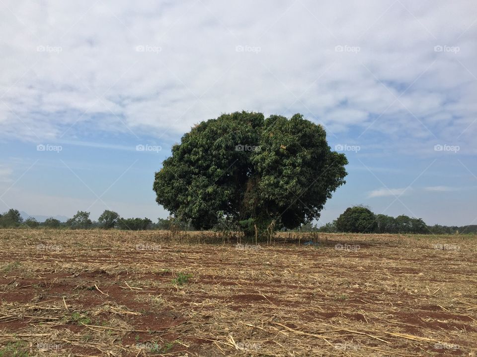 The tree and sky