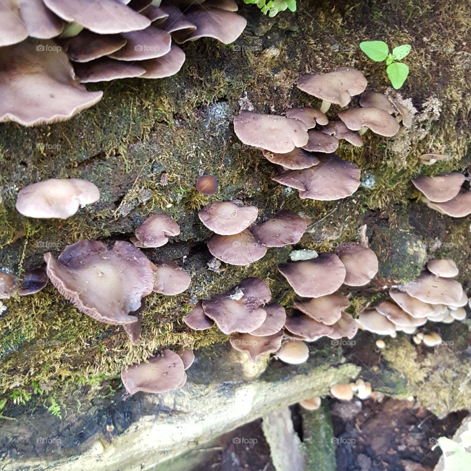 Fungus, Mushroom, Nature, Moss, Toadstool