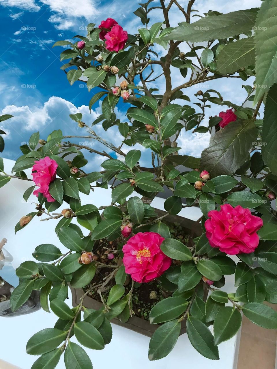 Beautiful flowers in bloom