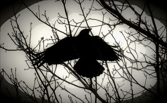 crow
