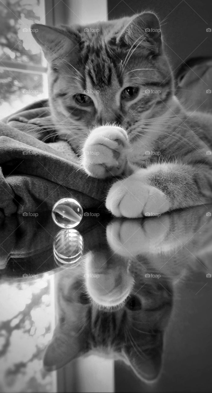 Kitty Looking at a Marble on top of a mirror in black & white