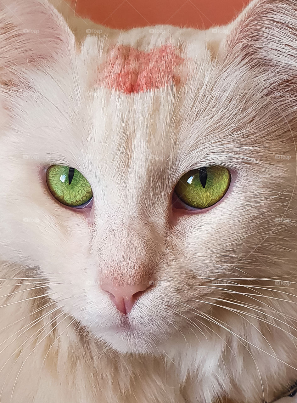 I kissed a cat and I liked it