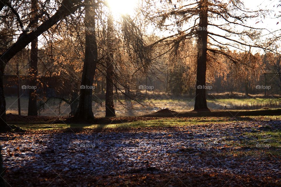 Autumn in the park 