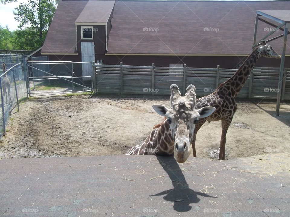 giraffes