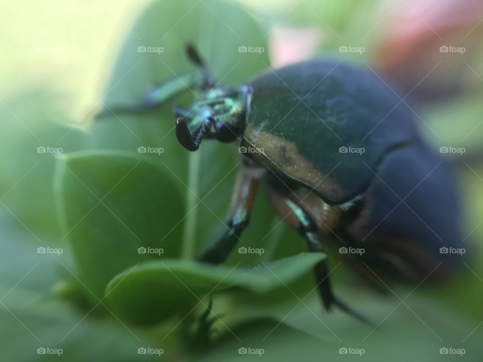 Green Beetle Macro side