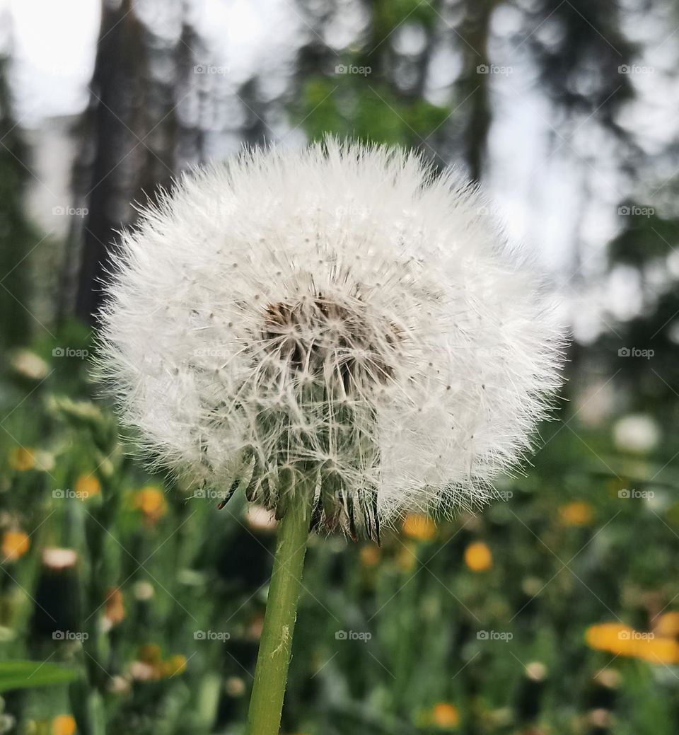 dandelion