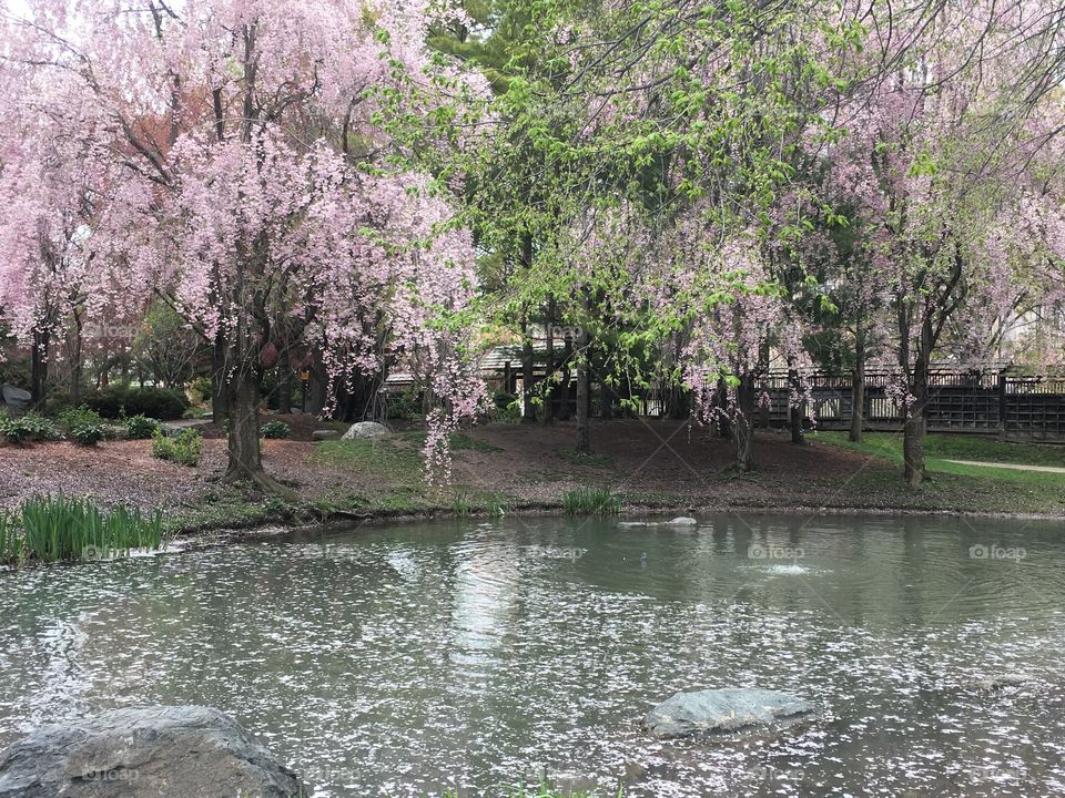 Cherry blossoms surrounding pond
