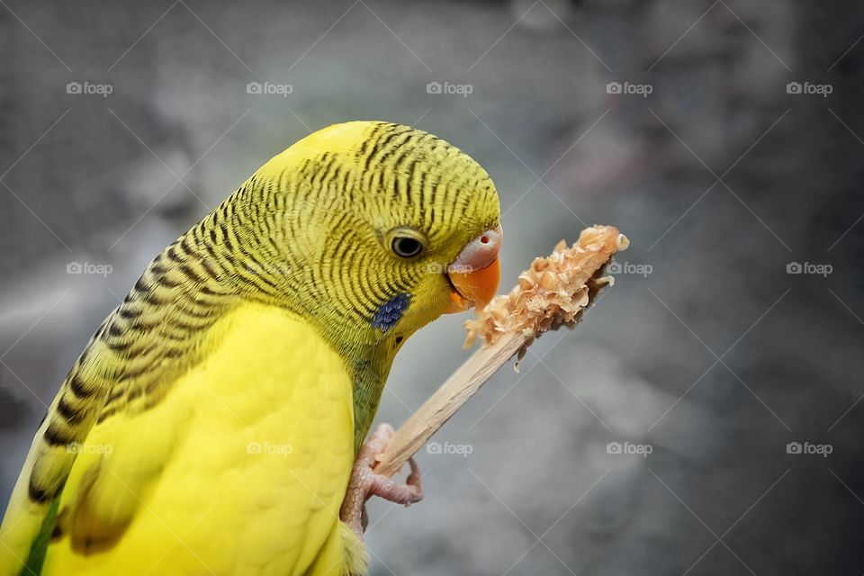Yellow parakeet against a gray background 