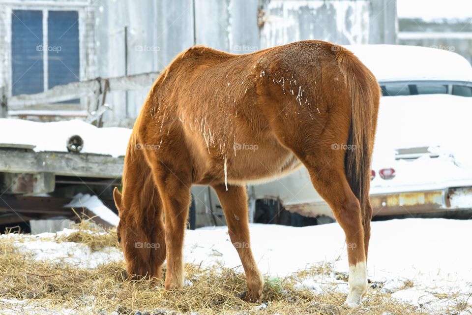 Horse eating straw