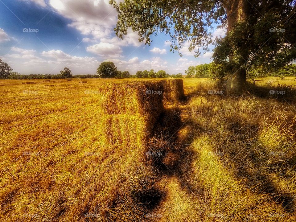 Harvest. Field 