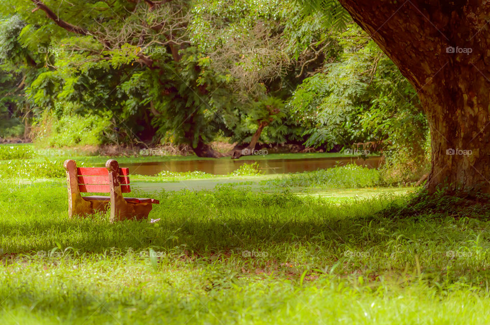 Red color bench in the autumn park. Single wooden park bench in a lush green botanical garden on tree background. ( Kolkata, India )