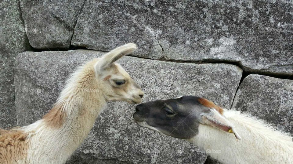 Llama kiss