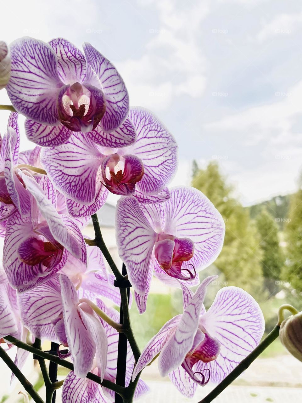 Flower for shine days