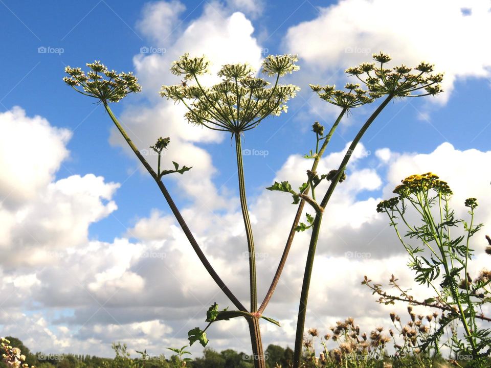 plant in the sky