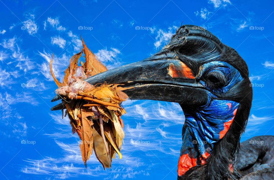 Head-only portrait of an Abyssinian Ground Hornbill. Look closer and you’ll see his lunch wrapped in dry leaves.