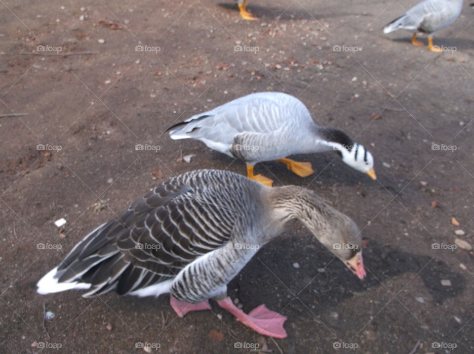 Ganz Gänse grau Tier Vogel