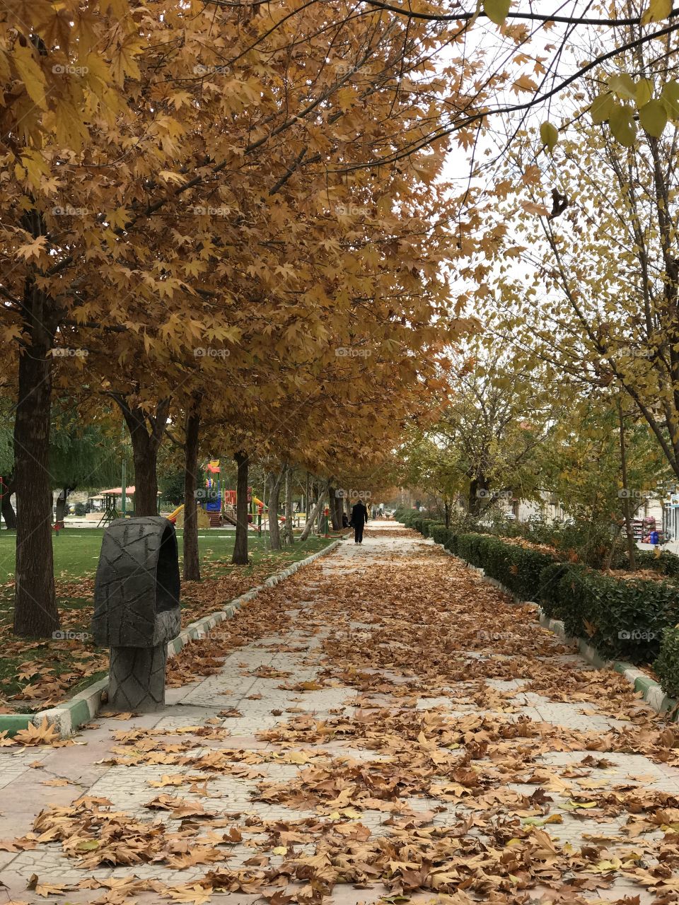 A beautifull road in autumn in a park 