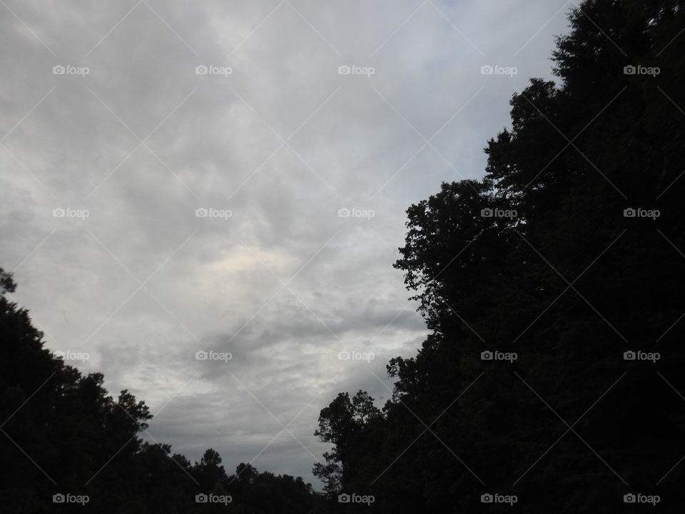 Monochrome, No Person, Tree, Fog, Landscape