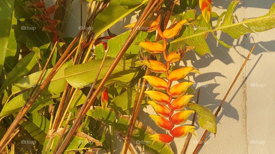 a pretty yellow flower