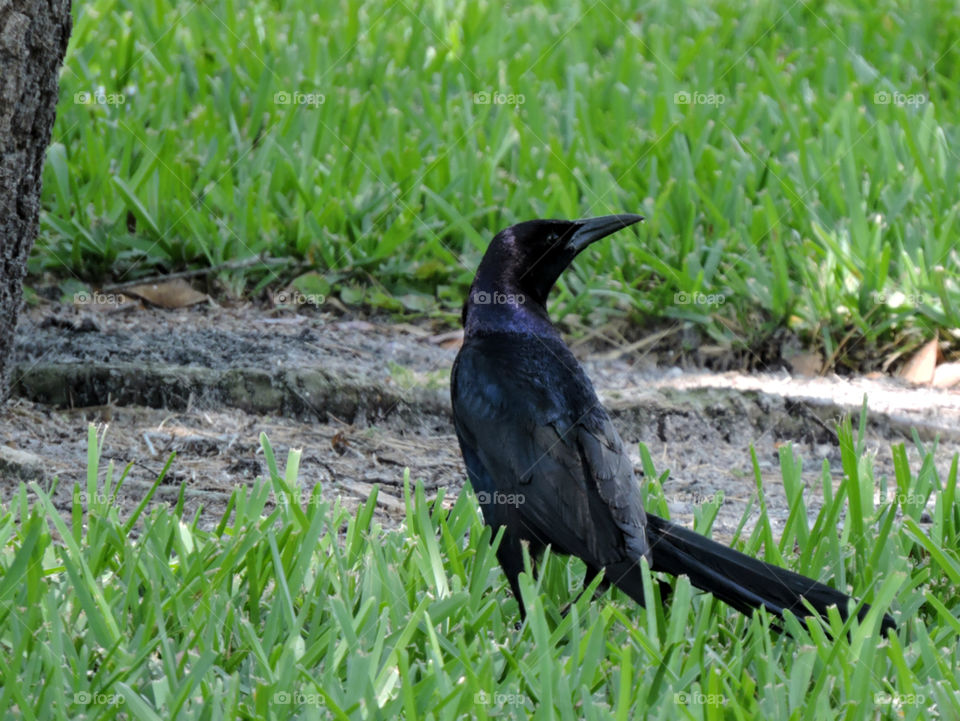 Turned Back. Male Boat-tailed Crackle with back to camera and head turned to side