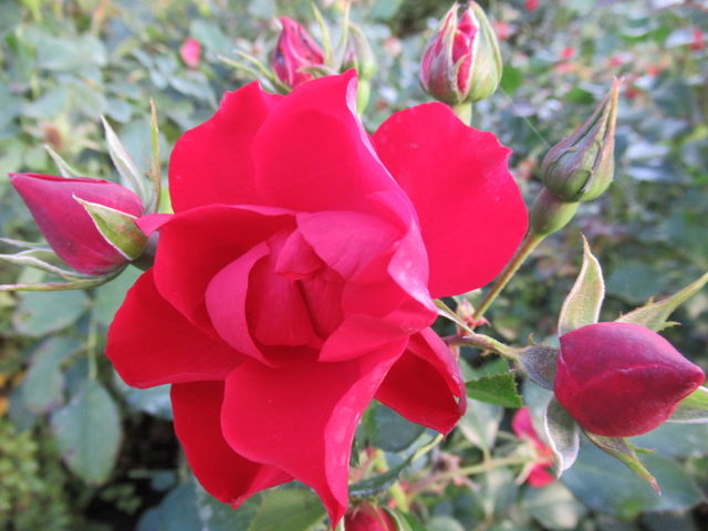 Roses