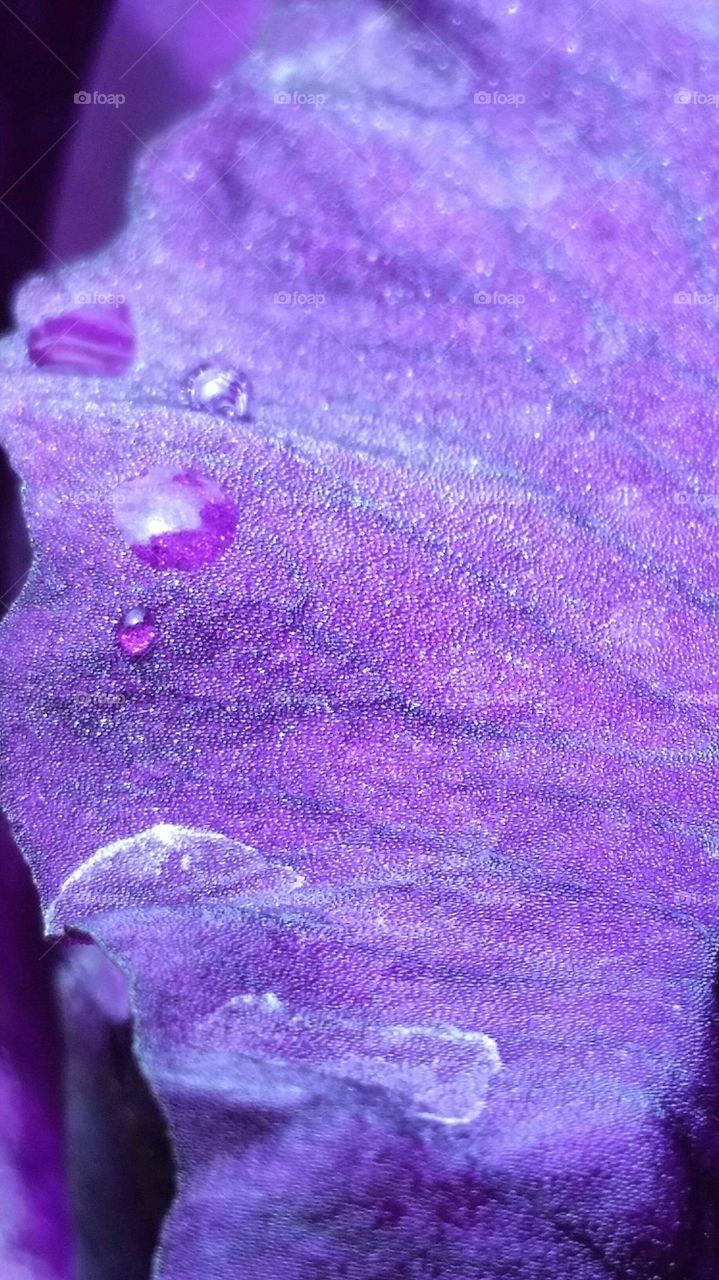 closeup of iris