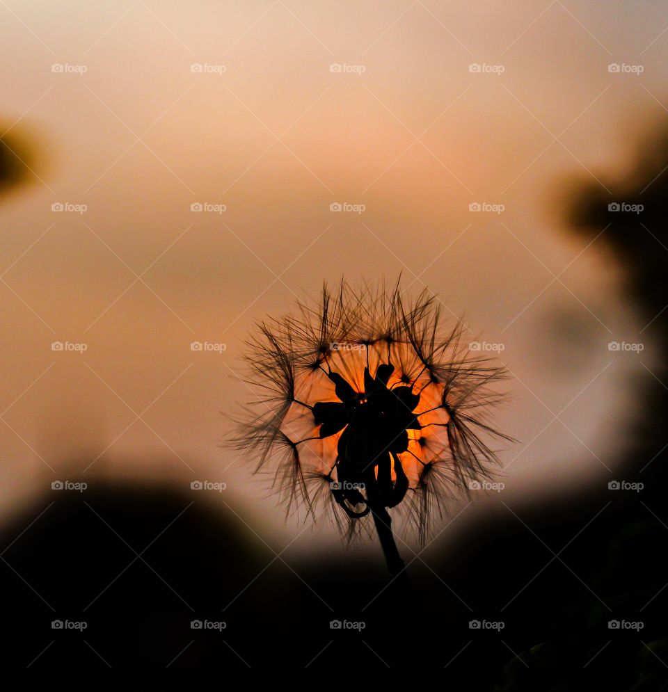 Silhouette of dandelion flower