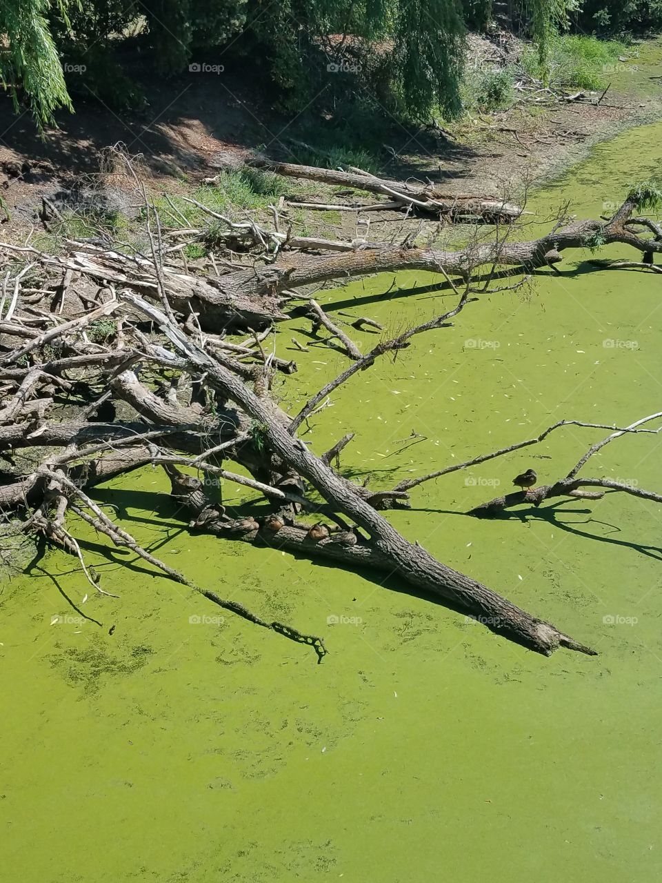 Green Algae covered pond