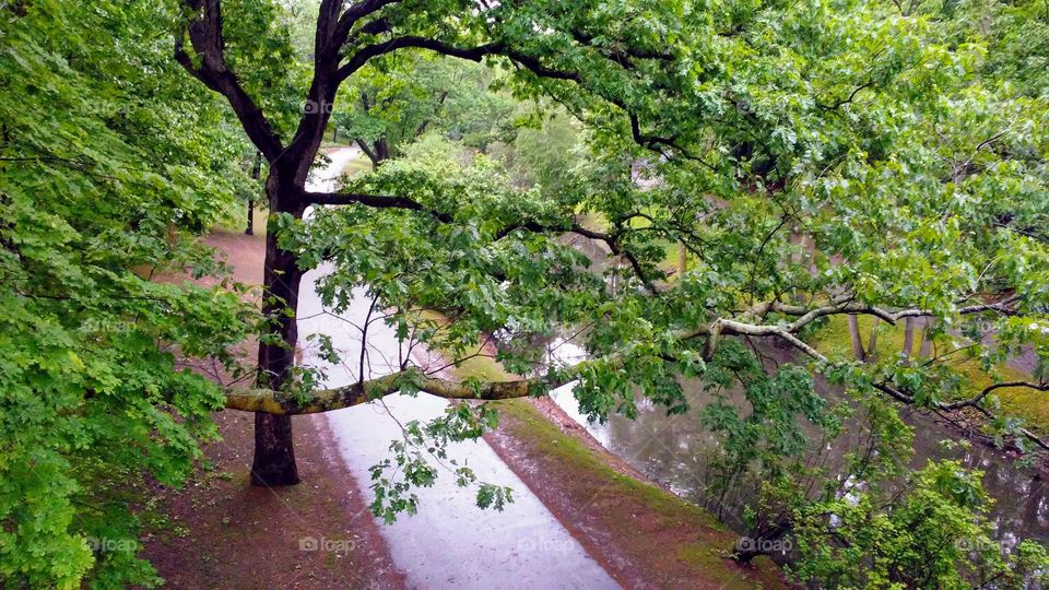 Tree, Nature, Leaf, Wood, Landscape