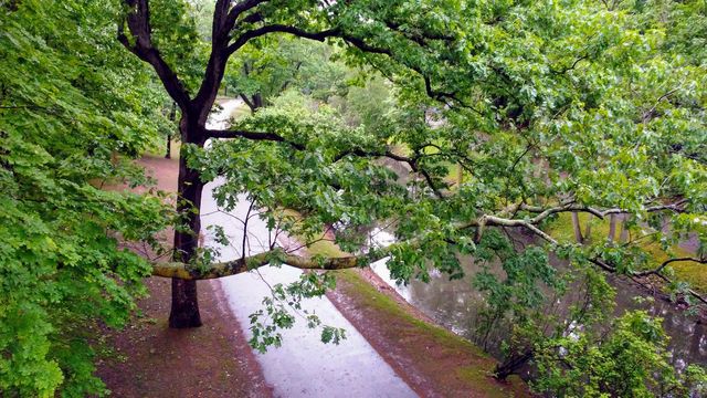 Tree, Nature, Leaf, Wood, Landscape