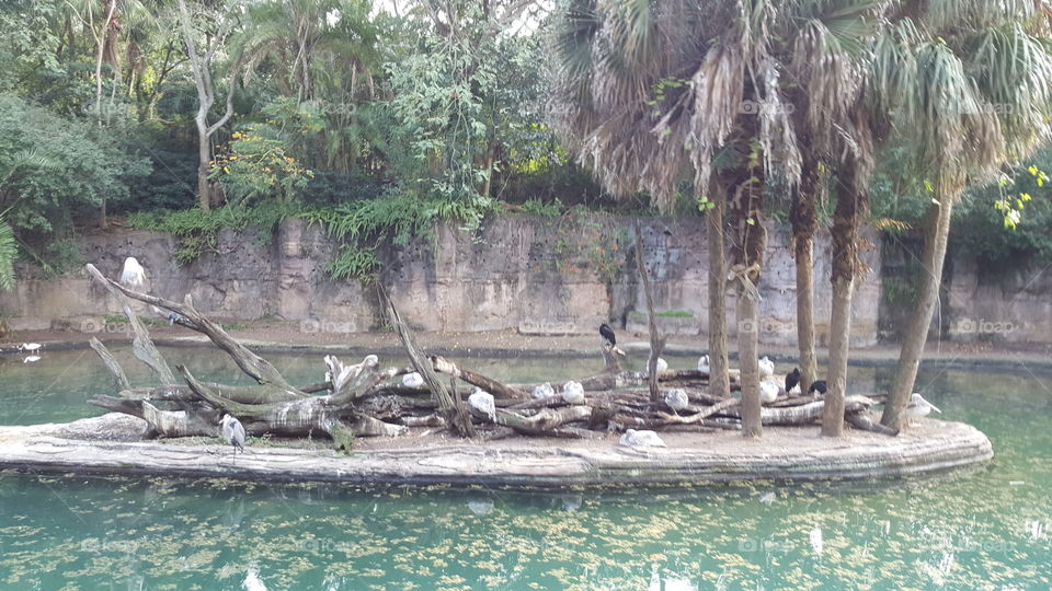 Birds bask in their own little island in the sun at Animal Kingdom at the Walt Disney World Resort in Orlando, Florida.