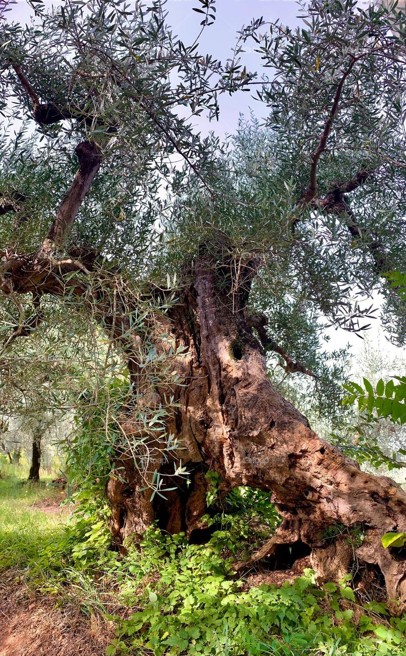 Spectacular centenary olive tree on the Umbrian hills near Spoleto