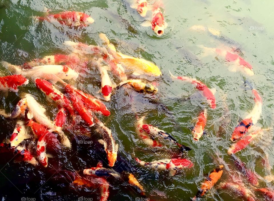 Colorful Carp Fishes in Thai Temple Pond