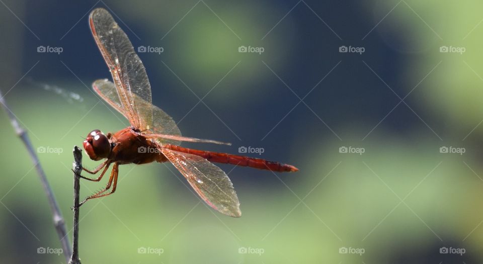 Love how this picture came out of this beautiful dragonfly