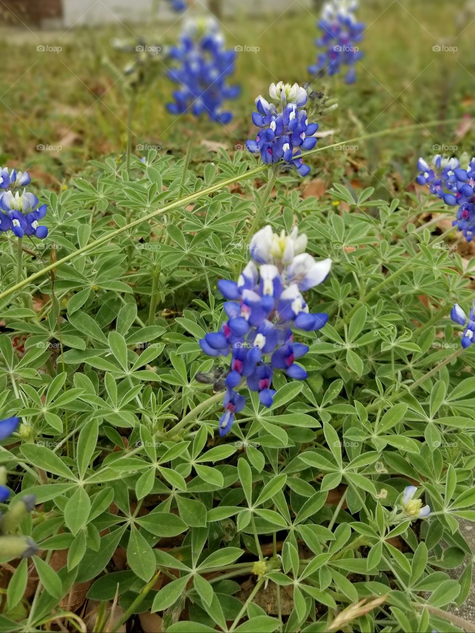 Texas Bluebonnet